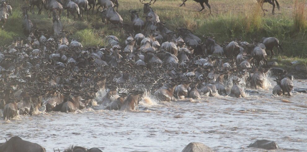 Serengeti Wildebeest Migration Adventure Safari 7 Days 6 Nights 