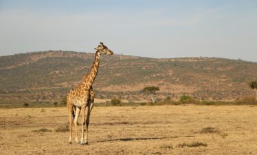 Serengeti Wildlife Adventure Safari 6 Days 5 Nights
