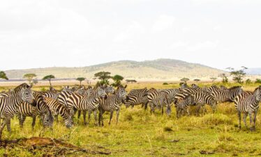 Tanzania Amazing Adventure Safari 7 Days 6 Nights Embarks