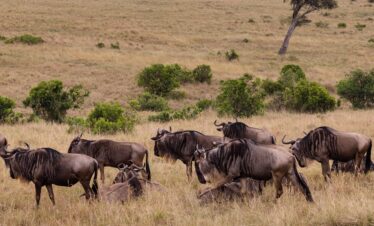 Tanzania Wildebeest Calving Adventure Safari 7 Days 6 Nights