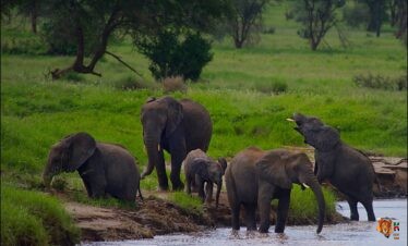 Tanzania Wildebeest Migration Adventure Safari