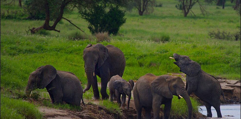 Tanzania Wildebeest Migration Adventure Safari