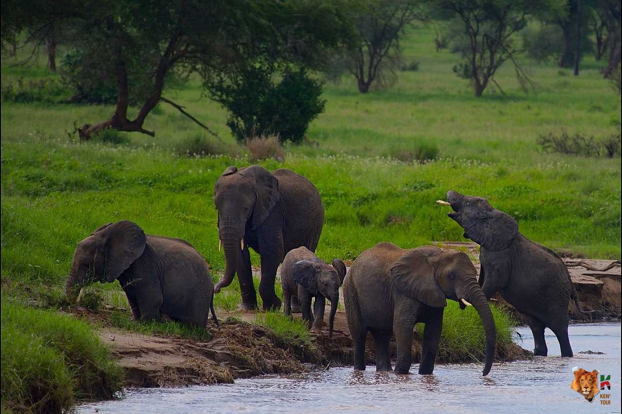 Tanzania Wildebeest Migration Adventure Safari