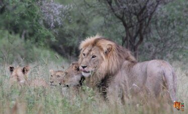 Tanzania Wildlife Adventure Safari 5 Days 4 Nights