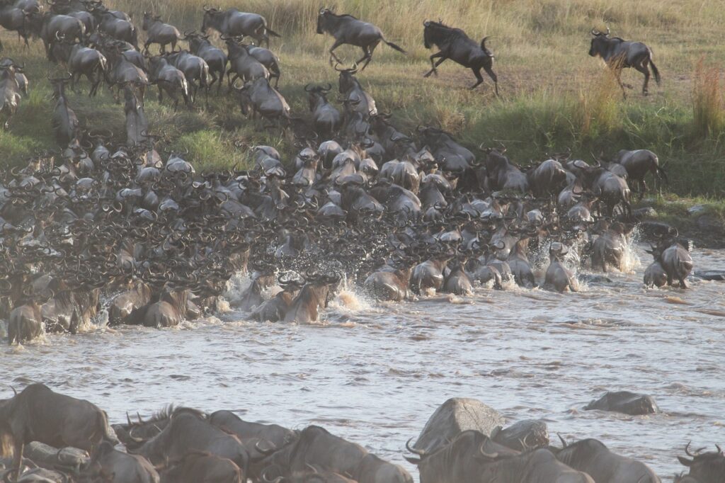 Serengeti Wildebeest Migration Adventure Safari 7 Days 6 Nights 