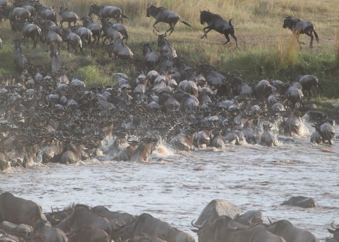 Serengeti Wildebeest Migration Adventure Safari 7 Days 6 Nights 