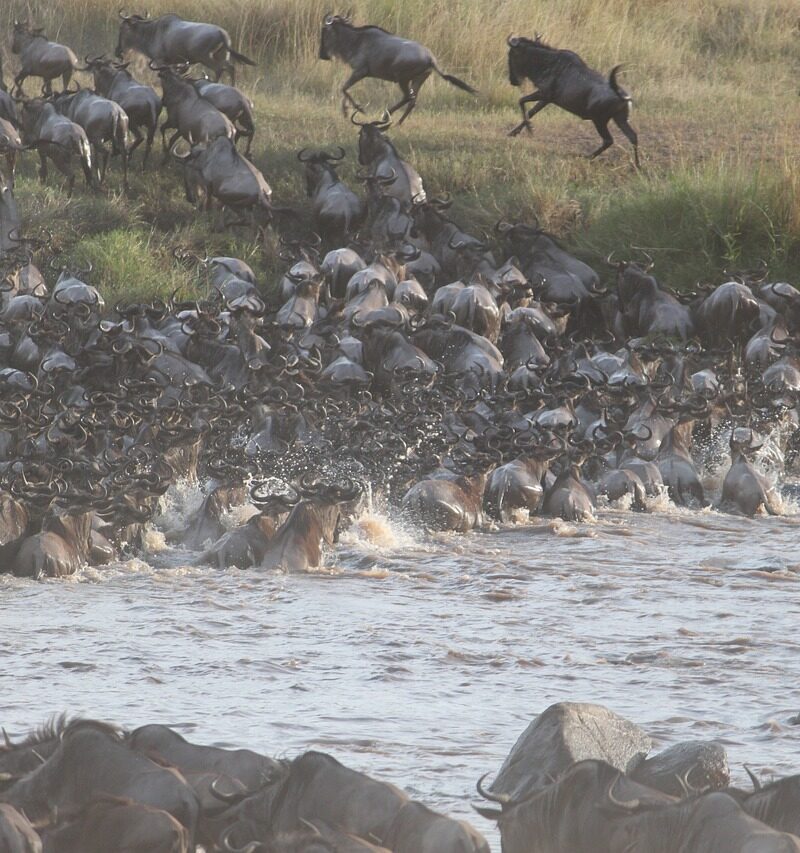 Serengeti Wildebeest Migration Adventure Safari 7 Days 6 Nights 