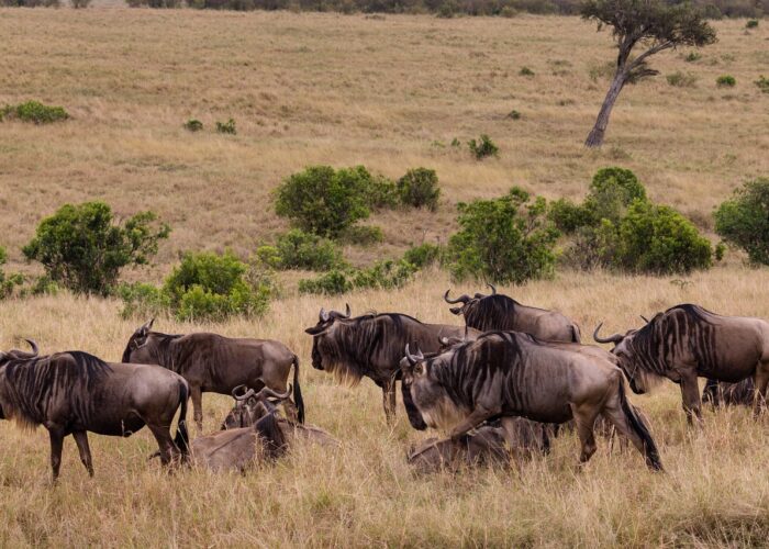 Tanzania Wildebeest Calving Adventure Safari 7 Days 6 Nights