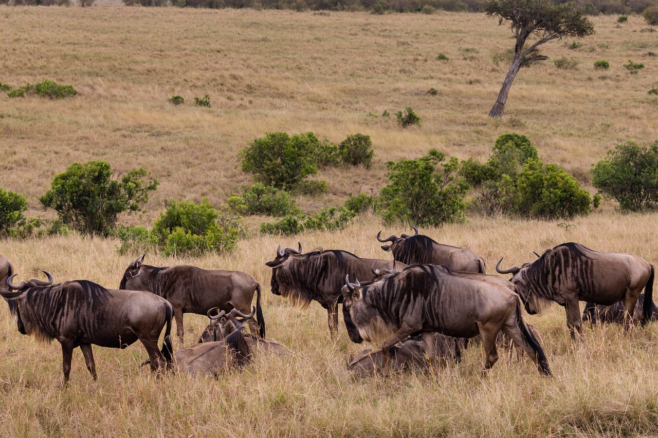 Tanzania Wildebeest Calving Adventure Safari 7 Days 6 Nights