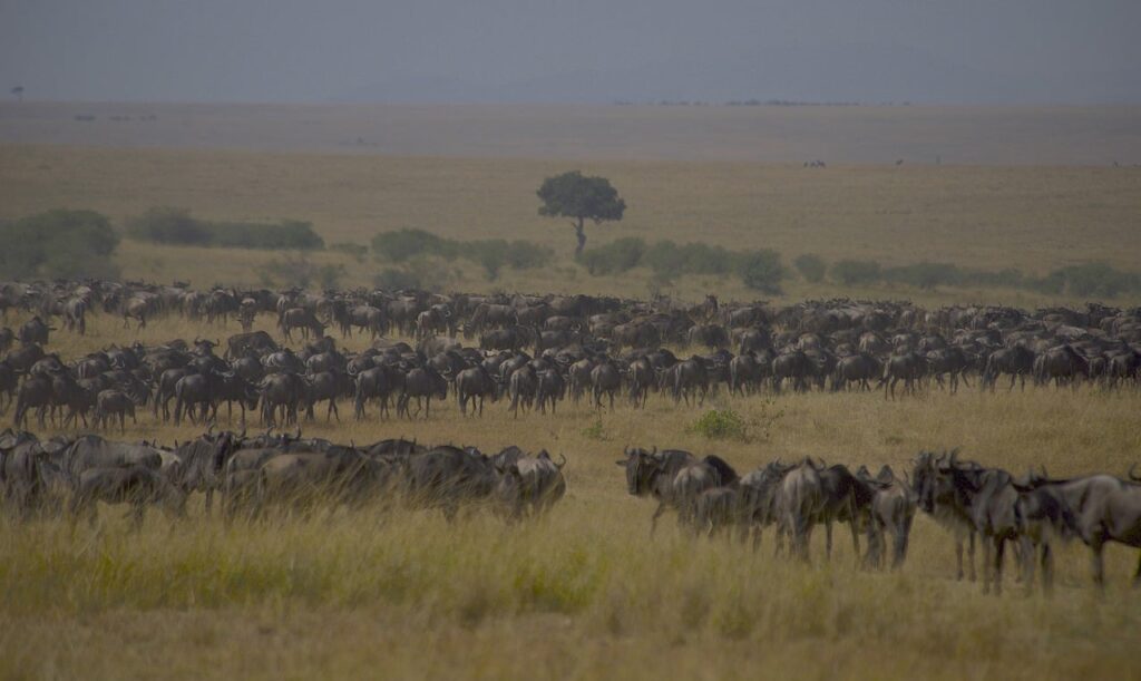 ESSENCE OF THE SERENGETI WILDEBEEST CALVING