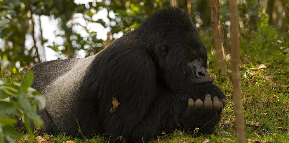 3 DAYS RWANDA GORILLA TREKKING