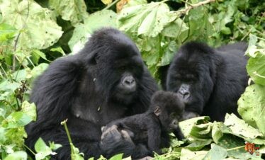 4 DAYS RWANDA GORILLA TREKKING SAFARI
