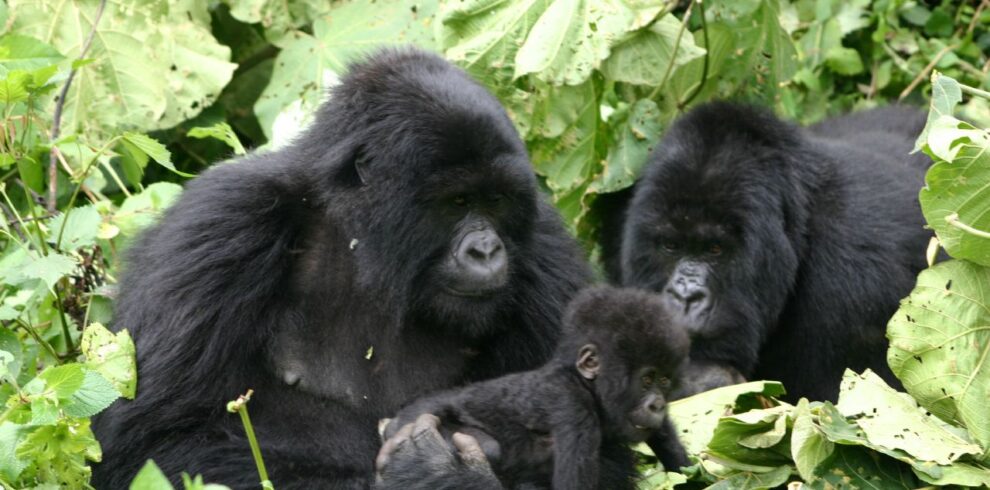 4 DAYS RWANDA GORILLA TREKKING SAFARI