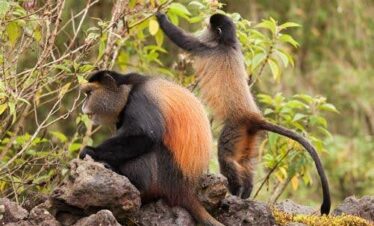 5 Days Rwanda Gorilla and Golden Monkey Tracking Rwanda