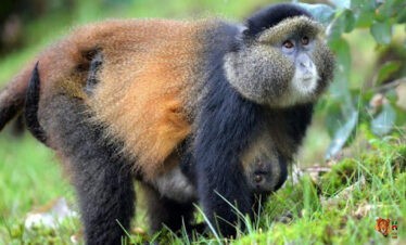 6 Days Gorilla and Golden Monkey Wildlife Safari