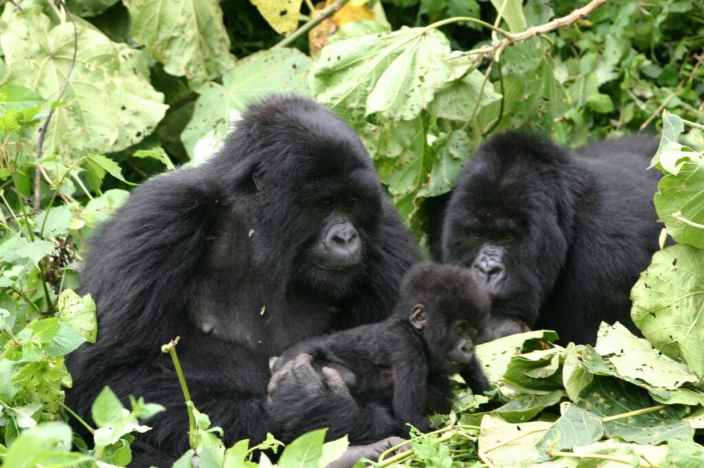 4 DAYS RWANDA GORILLA TREKKING SAFARI