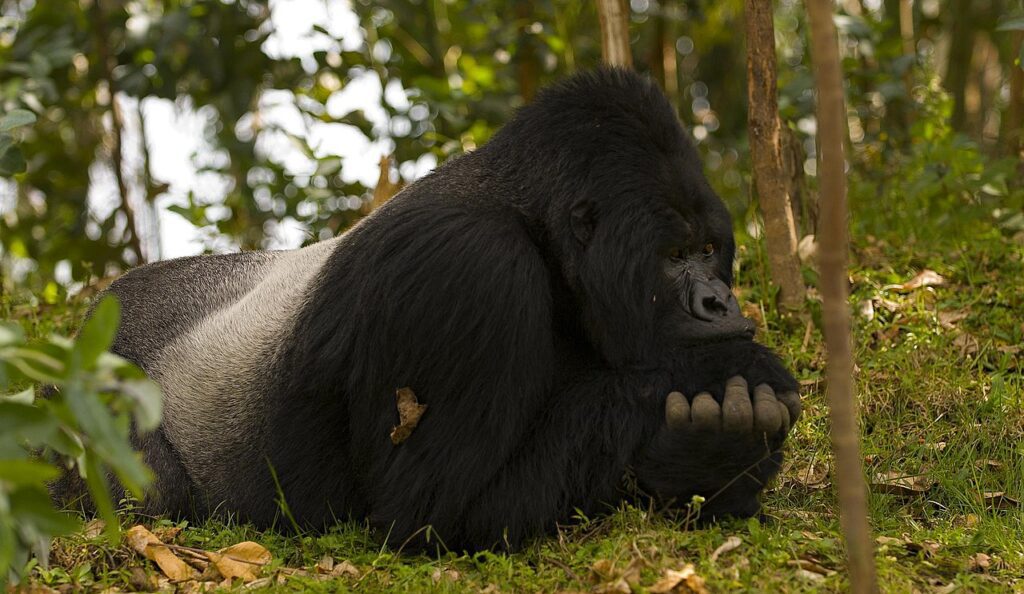 3 DAYS RWANDA GORILLA TREKKING