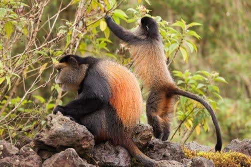 5 Days Rwanda Gorilla and Golden Monkey Tracking Rwanda