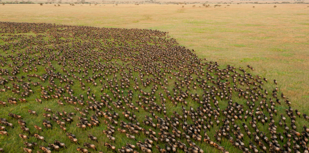 13 Days 12 Nights Kenya & Tanzania Wildebeest Migration Safari Kenya Tanzania Wildebeest Migration Safari