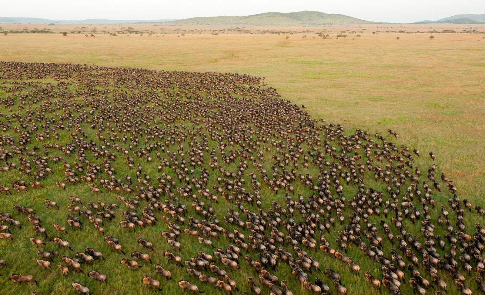 13 Days 12 Nights Kenya & Tanzania Wildebeest Migration Safari Kenya Tanzania Wildebeest Migration Safari