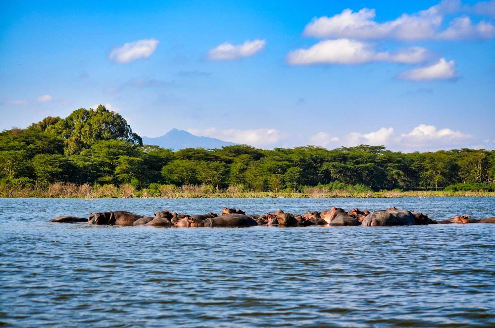 Kenya Incentives Safaris and Tours bibhash polygon cafe banerjee krpo vfphvq unsplash