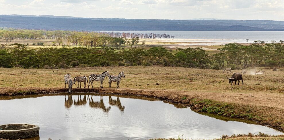 Kenya Incentives Safaris and Tours lake nakuru national park kenya 51954958836