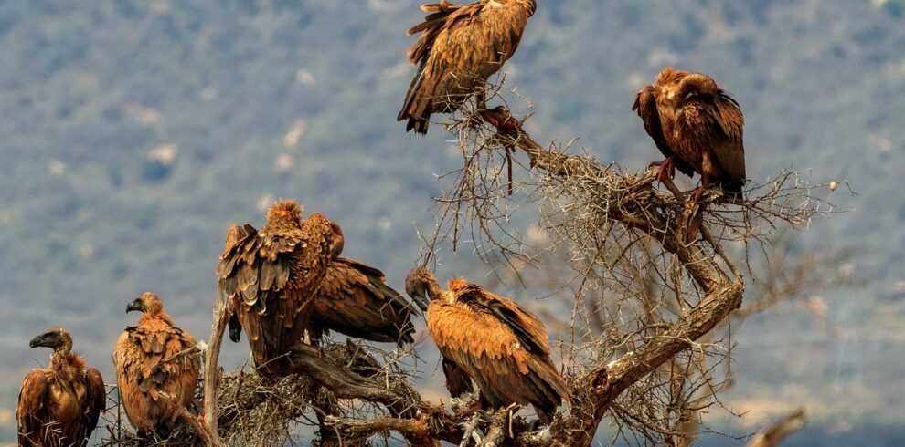 7 Days Masai Mara, Amboseli, Tsavo West, Tsavo East Safari