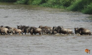 Glimpse of the Wildebeest Migration Adventure