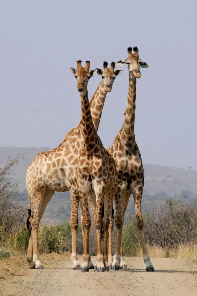 Kenya Incentive Tours and Safaris Limited - Giraffes