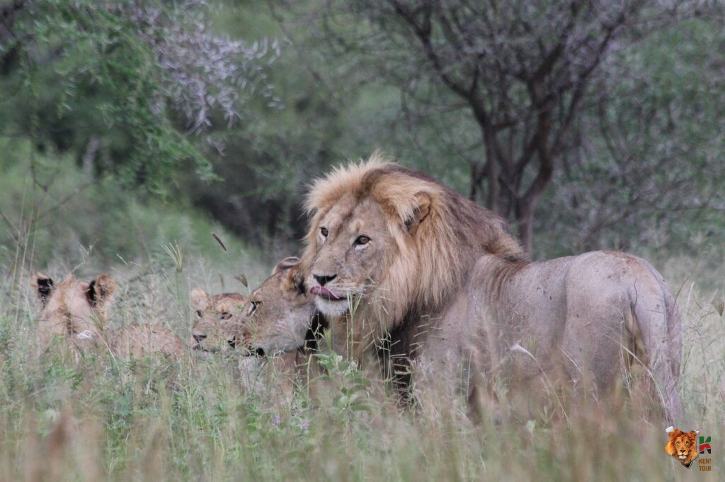 Romantic Honeymoon Safari In Kenya 2026: The Ultimate All-Inclusive Guide for US Couples 5 A pride of lions in the mara.