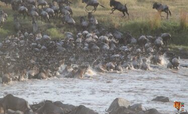 Serengeti Wildebeest Migration Adventure Safari 7 Days 6 Nights 
