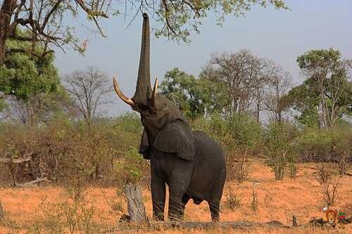 Kenya Incentives Safaris and Tours