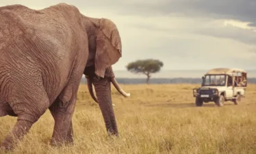 Kenya Incentives Safaris and Tours - 7 Day Kenya Safari from Nairobi