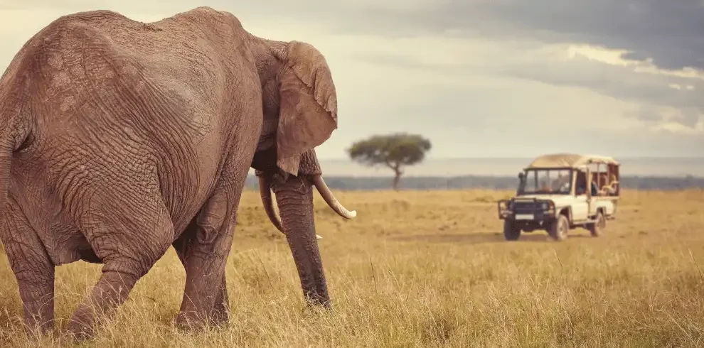 Kenya Incentives Safaris and Tours - 7 Day Kenya Safari from Nairobi