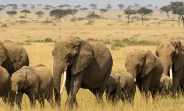 4 Days Masai Mara corporate safari package group game drive 4 Days 3 Nights Maasai Mara Corporate Safari | Kenya Incentive Safaris