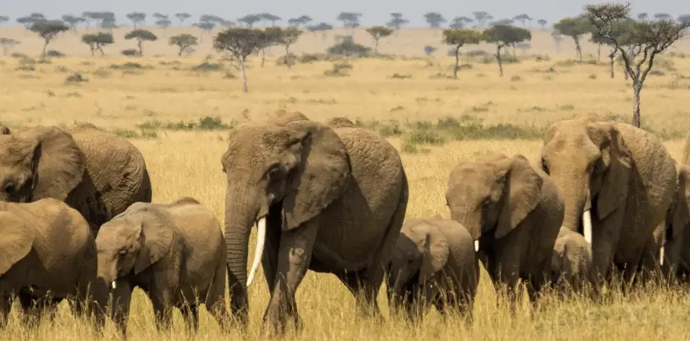 4 Days 3 Nights Maasai Mara Corporate Safari | Kenya Incentive Safaris