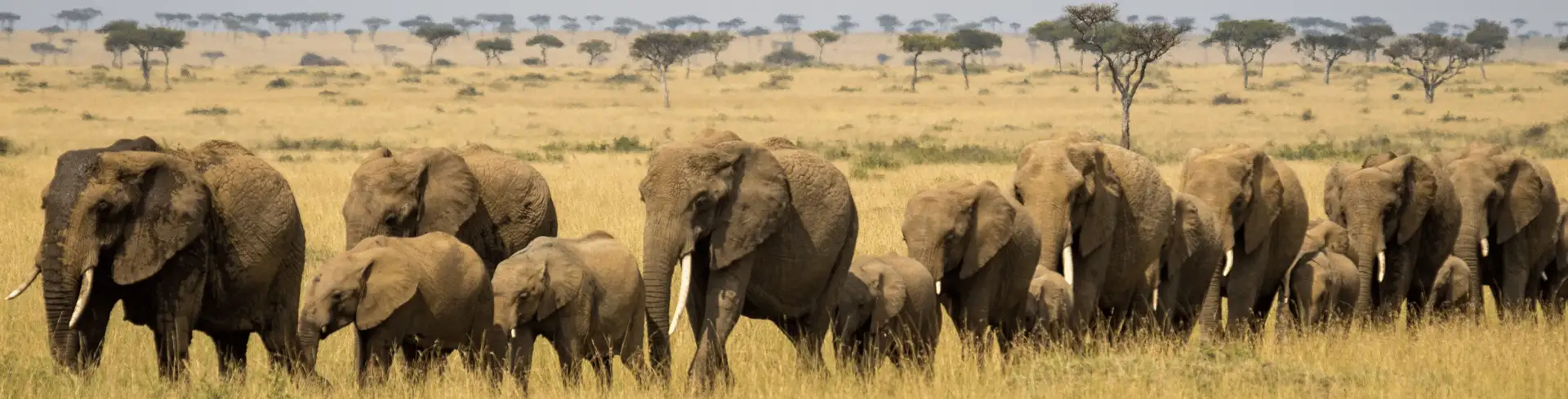 4 Days 3 Nights Maasai Mara Corporate Safari | Kenya Incentive Safaris