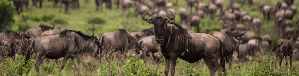 Book your safari with us 1 Wildebeest Crossings in Kenya