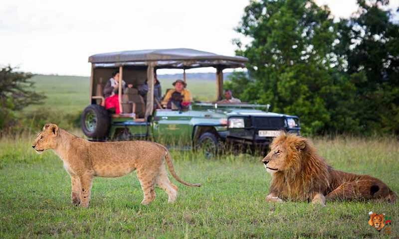 Kenya Incentives Tours and Safaris- Maasai Mara safari experience