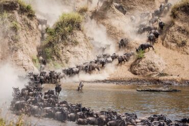 Wildebeest Crossings in Kenya