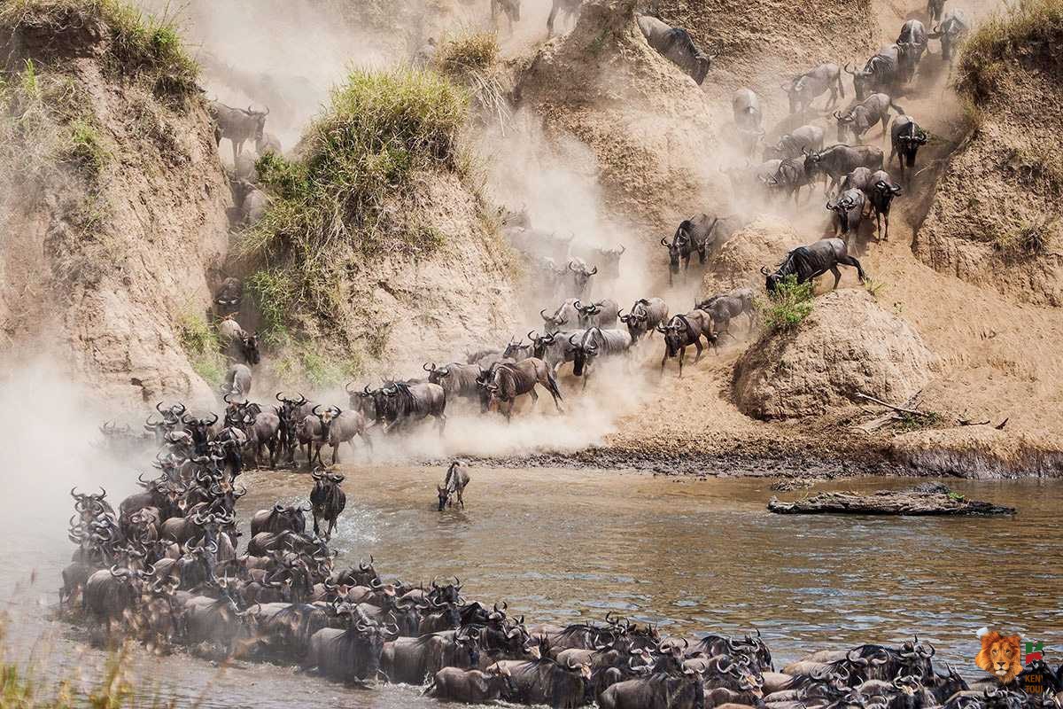 Wildebeest Crossings in Kenya