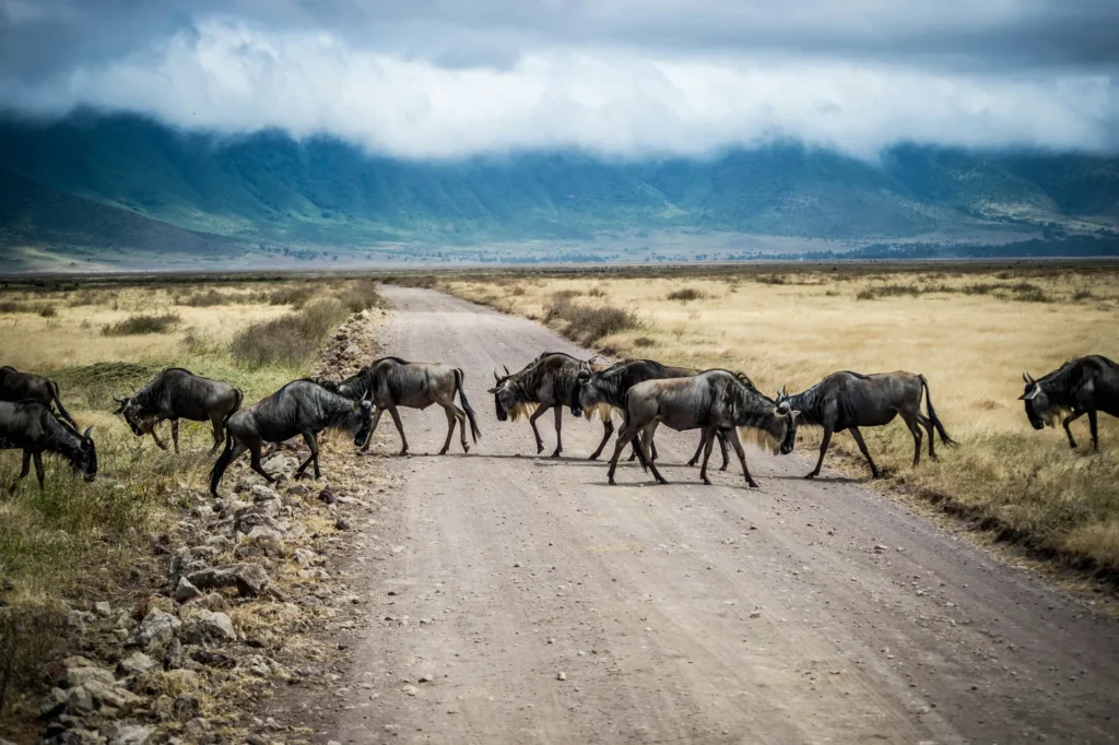 Masai Mara vs. Serengeti: The Definitive 2026 Safari Comparison Guide 4 Kenya Incentives Safaris and Tours Kenya Incentives Tours and Safaris Limited The Great Migration 1