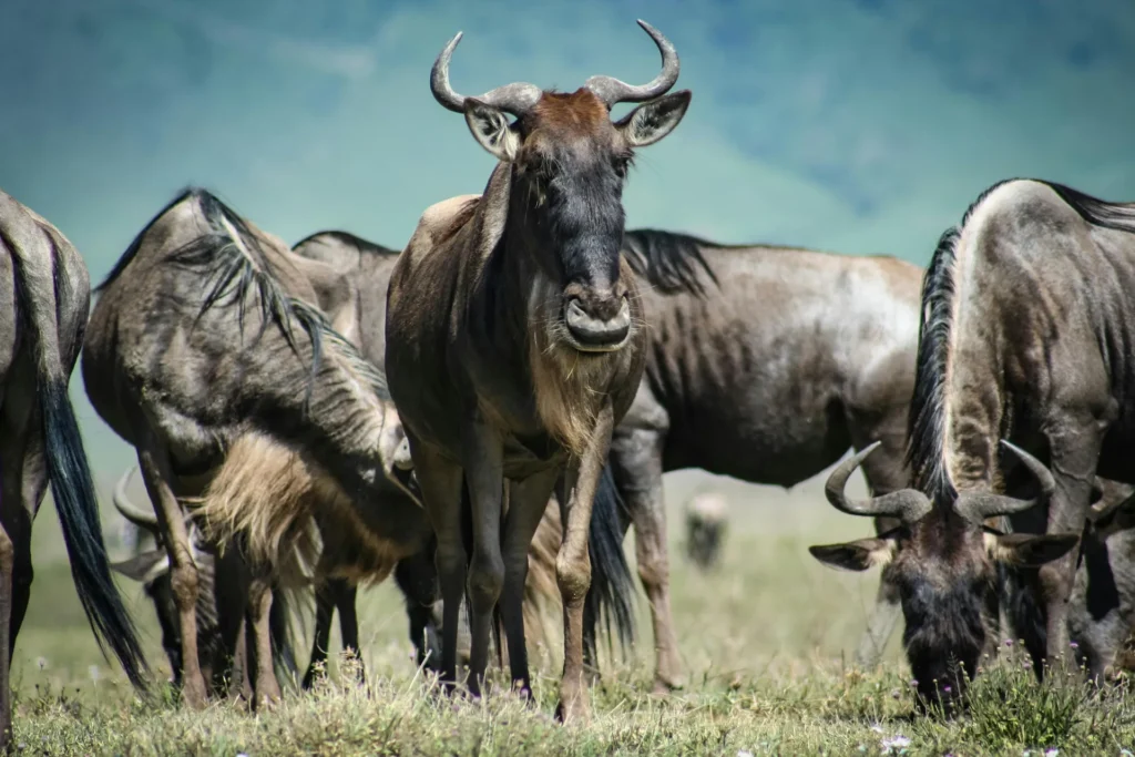 Masai Mara vs. Serengeti: The Definitive 2026 Safari Comparison Guide 2 Kenya Incentives Safaris and Tours Kenya Incentives Tours and Safaris Limited The Great Migration 3