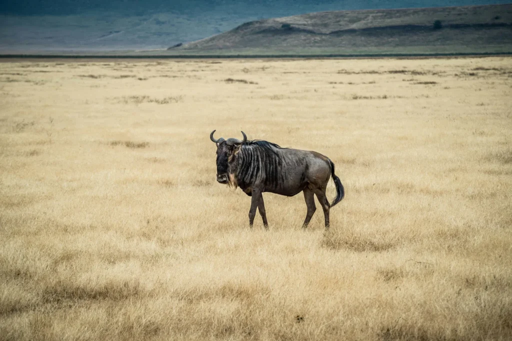 Masai Mara vs. Serengeti: The Definitive 2026 Safari Comparison Guide 3 Kenya Incentives Safaris and Tours Kenya Incentives Tours and Safaris Limited The Great Migration 4