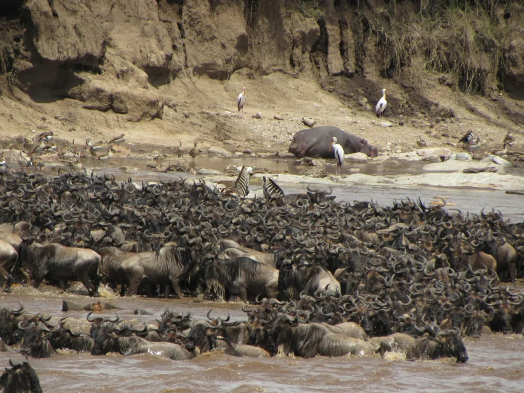 Masai Mara vs. Serengeti: The Definitive 2026 Safari Comparison Guide 1 Kenya Incentives Tours and Safaris Limited - Masai Mara vs Serengeti