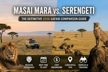 Kenya Incentives Tours and Safaris Limited -masai mara vs serengeti