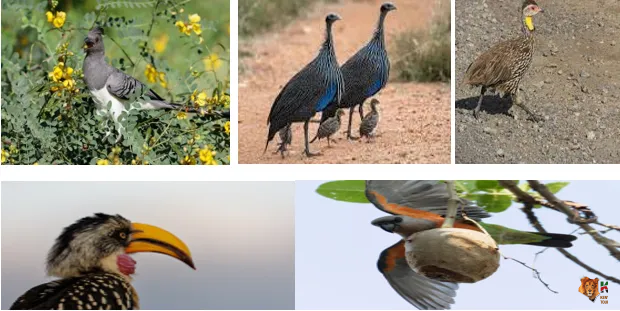 12 Days 11 Nights Bird watching Kenya Safari