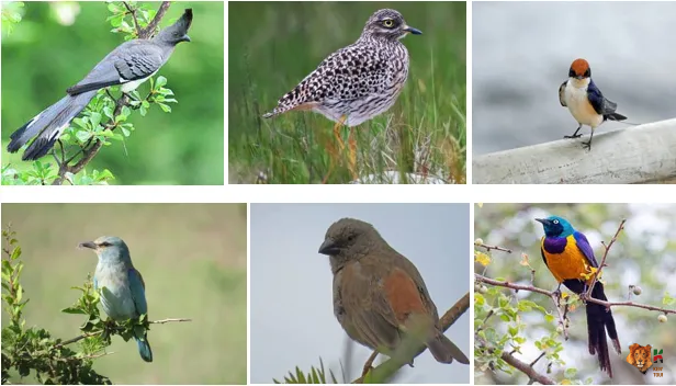 16 Days 15 Nights Bird watching Kenya Safari