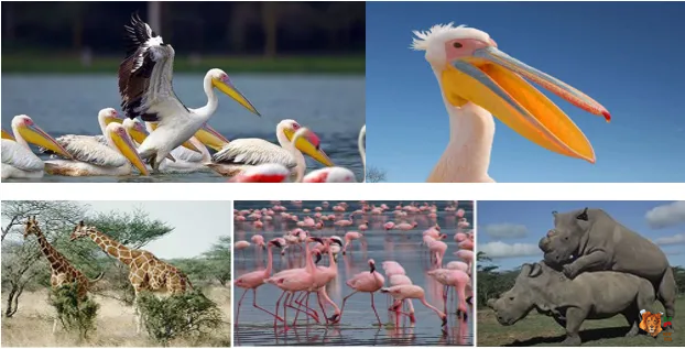 14 Days 13 Nights Bird watching Kenya Safari