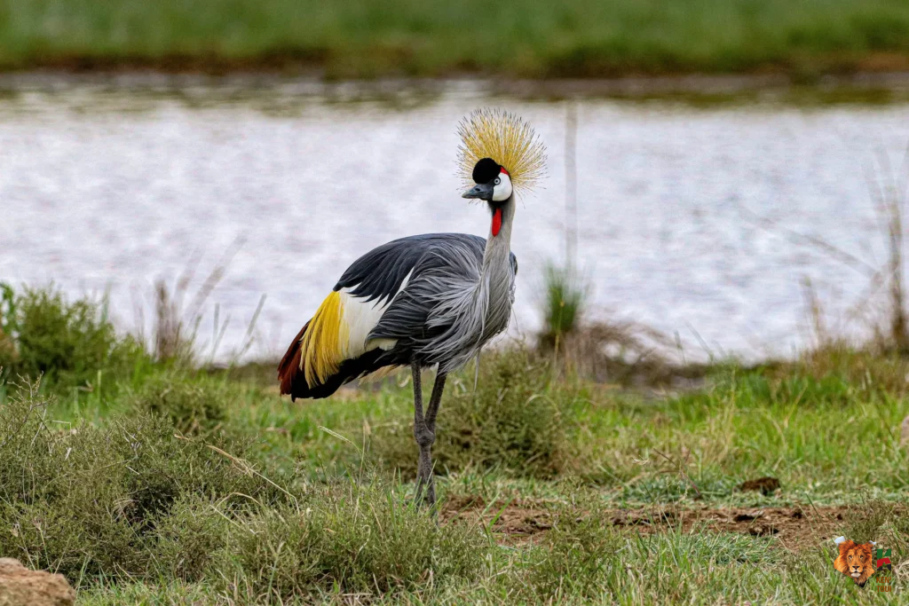 Ultimate Kenya Birdwatching Safari Guide: 300+ Species & Best Locations 2026 5 Kenya birdwatching safari - photo of a Grey Crowned Crane